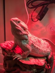 Bearded dragon with tank and equipment.