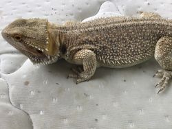 9 month male bearded dragon