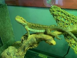 9 month old Bearded dragon selling it with cage/tank, lamp, cricket