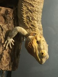A sweet and loving Bearded Dragon