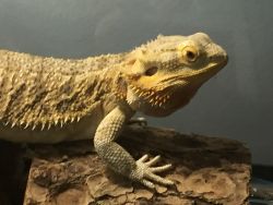 loving and caring bearded dragon