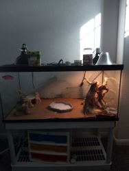 2 year old bearded dragon for sale with cage and accessories