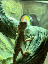 Bearded Dragon (1 year old) In Need of Rehoming