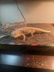 Free bearded Dragon with entire setup.