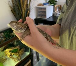Rehome of a bearded dragon