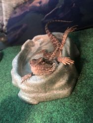 Young male bearded dragon