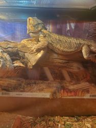8 mth old male bearded Dragon