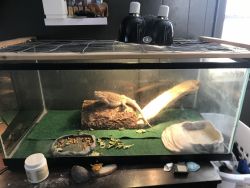 Bearded Dragon With tank and supplies