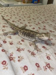 8 month old female bearded dragon