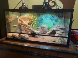 Red Bearded Dragon with full set up
