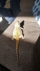 Bearded dragon and tank for sell