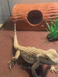 Bearded Dragon Young Adult