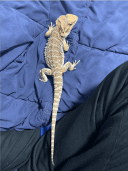 Selling 6 month old Bearded Dragon (cage included)