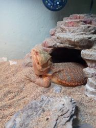 Two bearded dragons a year old with cages