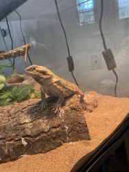 Are homing bearded dragon
