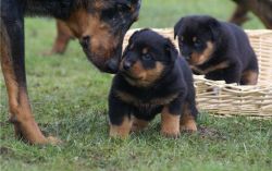 Beauceron puppies for sale now please text