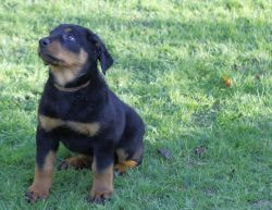 Beauceron Puppies For Sale,male and female.