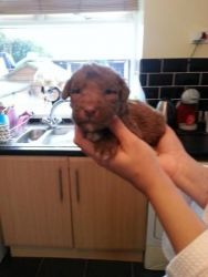 Bedlington Terrier for adoption