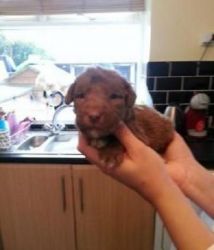 Astonished Male/female Bedlington Terrier Puppies.