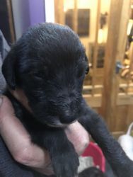 Bedlington Terrier Pup For Sale