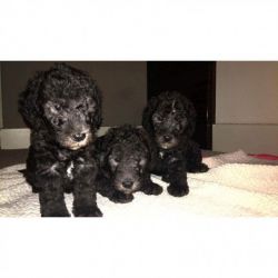 Beautiful Bedlington Terrier Male Puppies For Sale