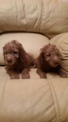 Liver Bedlington Terrier Puppies For Sale