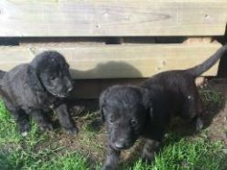 Kc Registered Bedlington Terrier Pups For Sale