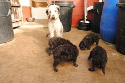 Bedlington Terrier Pups For Sale