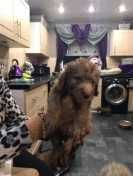 Bedlington Terrier Pups For Sale