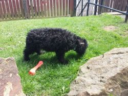 Bedlington Terrier Puppy Needs New Home