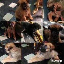 45 days puppies for sale