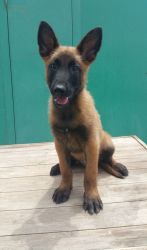 Well Trained Belgian Malinois Puppies