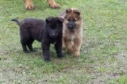 Cute male and female Belgian Shepherd Puppies