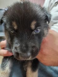 Belgian Shepherd/Siberian Husky for sell