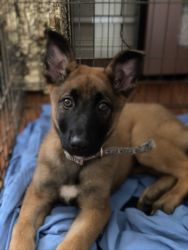 Belgian/German Shepherd puppy