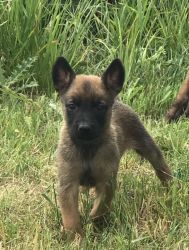 Adorable Belgian Shepherd puppies available for sale