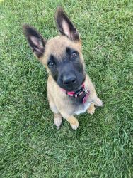 Belgian Malinois puppy for sale in Huntington Beach