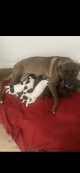 Adorable Belgian Malinois and American Pit Bull puppies
