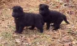 Belgian Shepherd Puppies for Sale