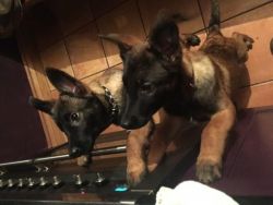 Belgian malinois puppies for sale