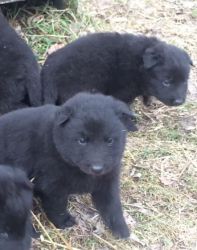 Belgian Sheepdog puppies available for sale