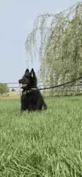 Belgian Shepherd Puppy