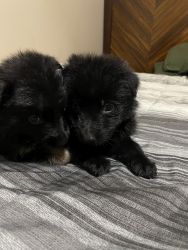 To Belgian German Shepherd puppies for sale