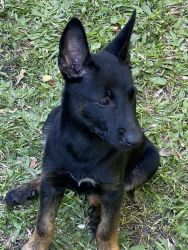 Belgian Malinois for rehome