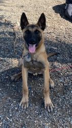 9mo. old Belgian Malinois for sale