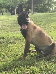 Malinois For sale