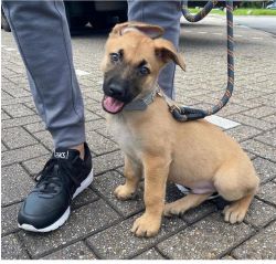 Belgian Malinois puppy's available