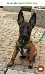 BELGIAN MALINOIS PUPPY'S AVAILABLE