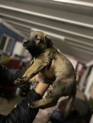 Puppy for sale Belgian Malinoise
