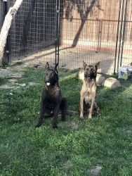 Malinois male/female mom dad on picture
